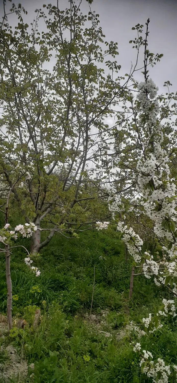 باغ