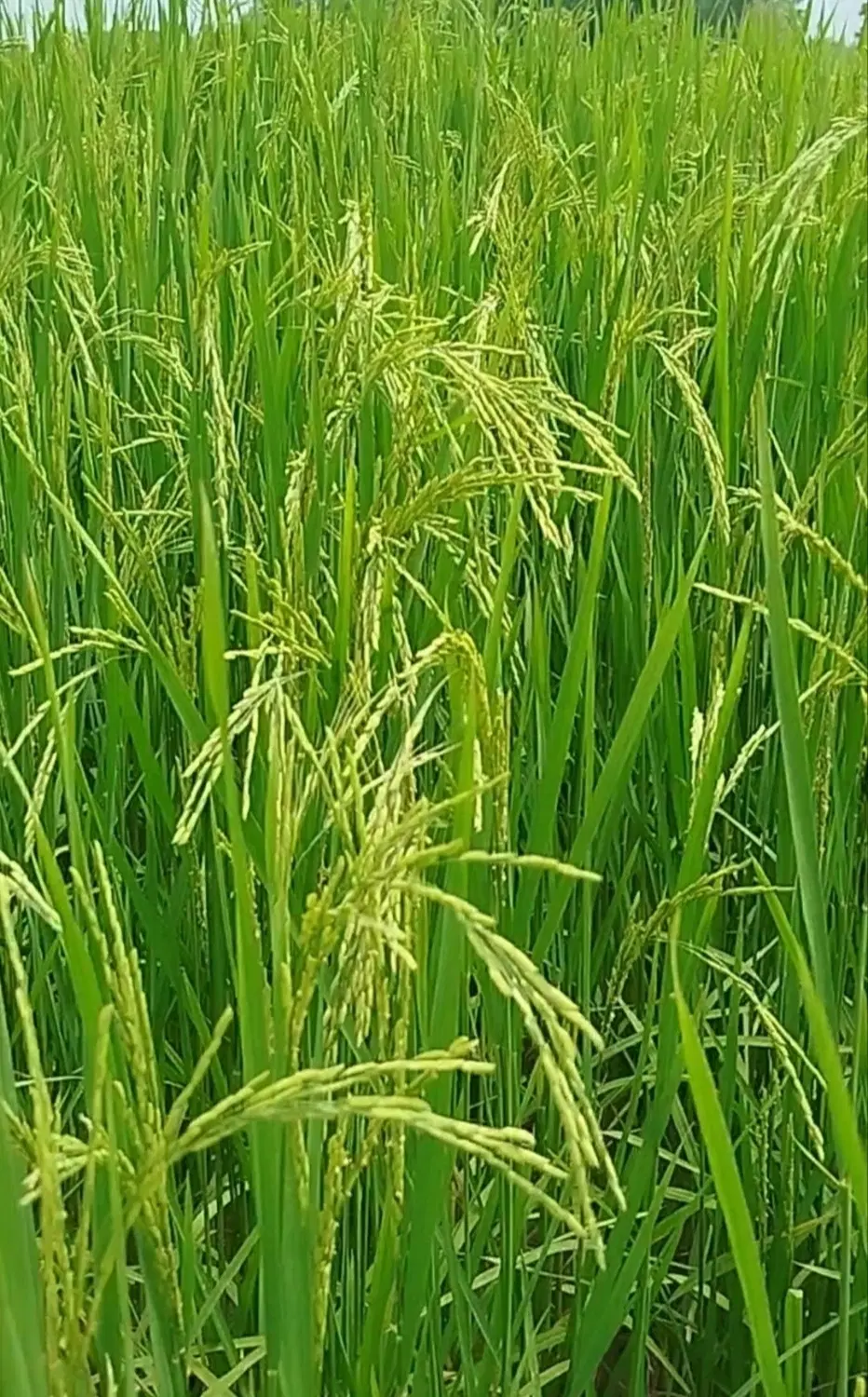 10هزار متر شالیزار مکانیزه قیمت فوق‌العاده سیاهکل