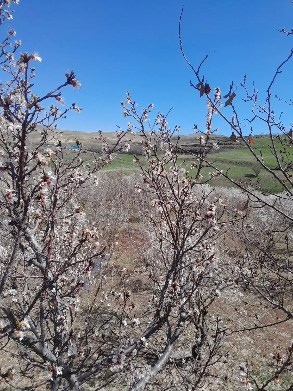 فروش باغ ۸۱۰ متری روستای سرسبز زرشک