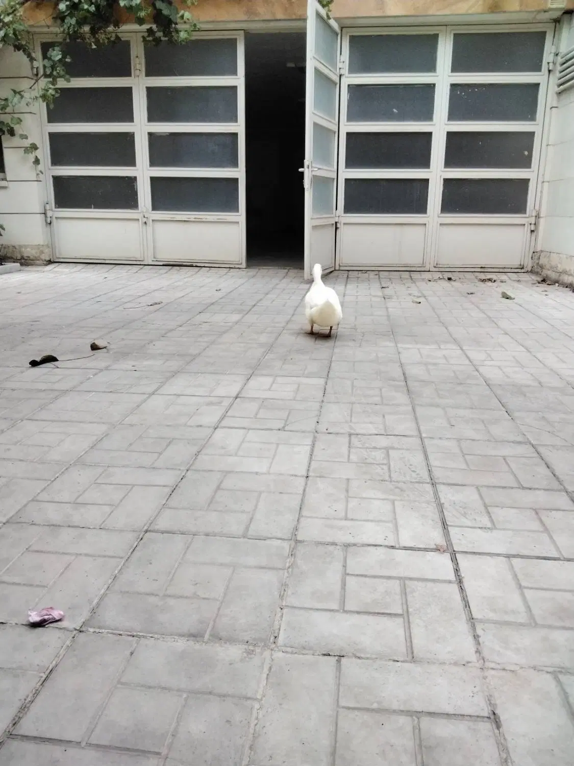 معاوضه دو عدد اپارتمان خوش نقشه در گلزار با ویلابب