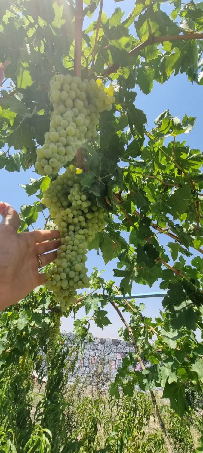 باغ ویلایی در شبستر وایقان