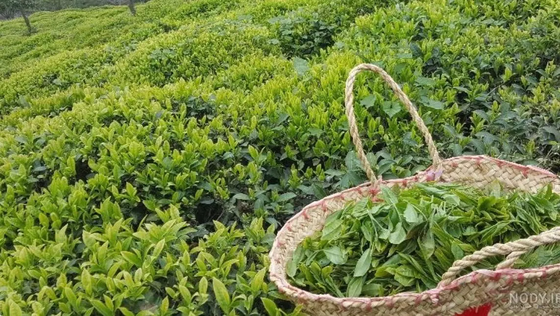 فروش زمین چای ۸۰۰۰ متری در سیاهکل گیلان