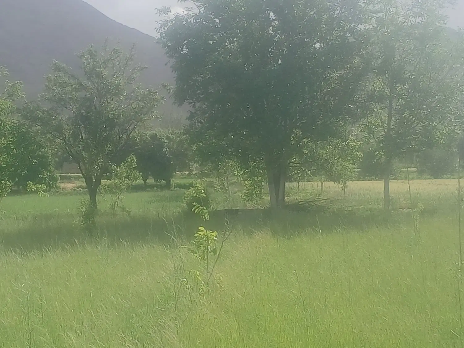 ۳۲۰۰متر‌زمین‌کشاورزی‌.با‌صدتا‌درخت‌بادام‌زیر‌بار‌.
