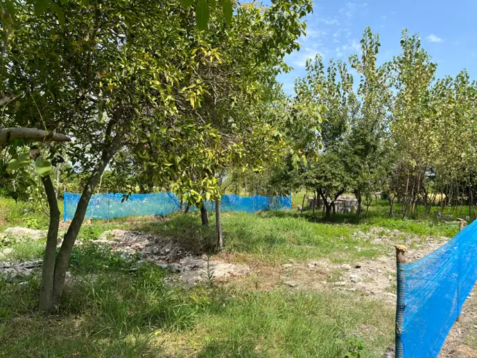 ۲۳۱ متر زمین مسکونی (حومه ماسال)