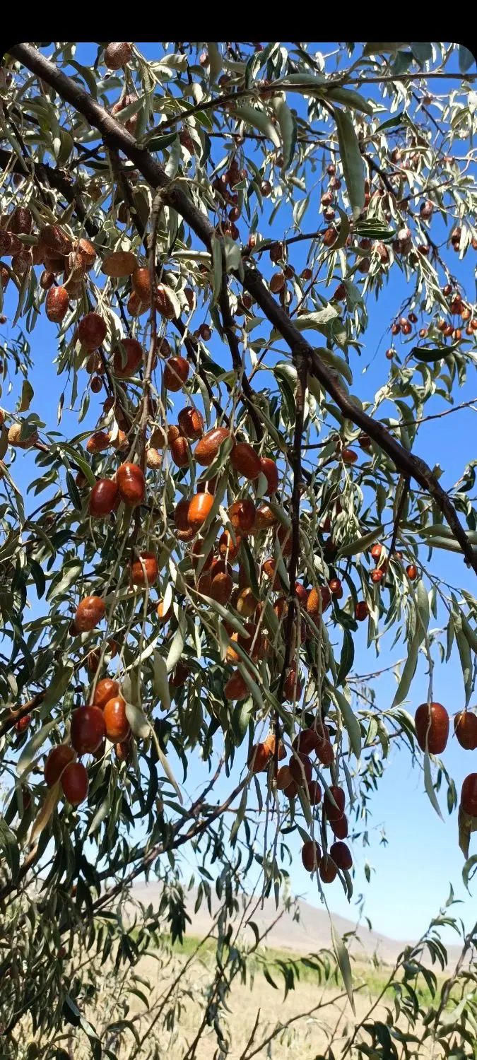 زمین کشاورزی برای اجاره