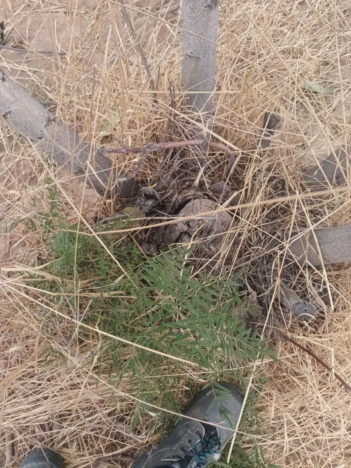 زمین کشاورزی