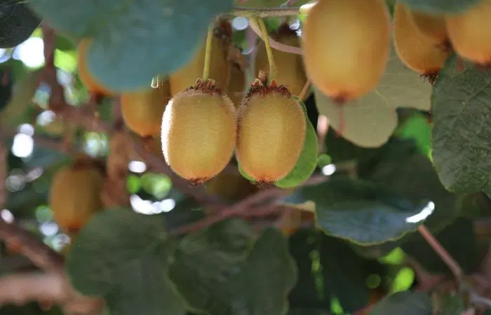 باغ کیوی از متراژ ۲ هزار الی ۱۰ هزارمترمربع