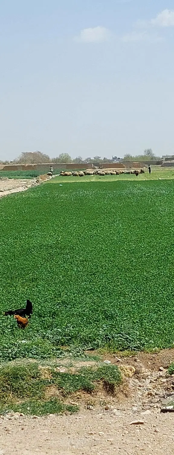 زمین باغ