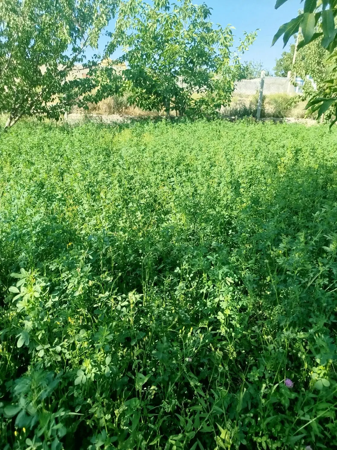 یونجه داخل باغ