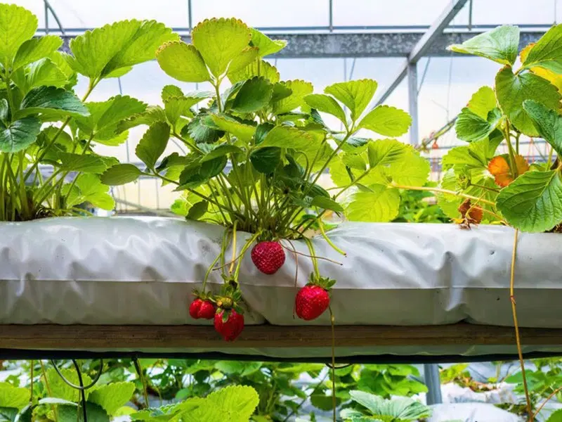 جذب سرمایه‌گذار خانم برای احداث گلخانه در سنندج