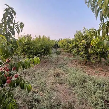 فروش باغ مرکبات پیچ 10 ساله وهلو 5ساله
