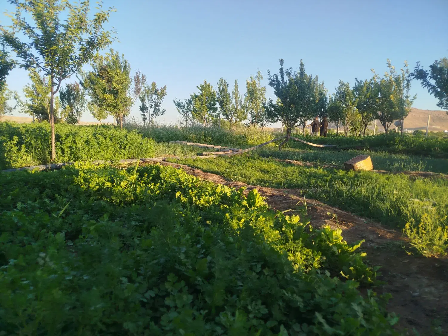 باغ مزرعه 3500 متری
