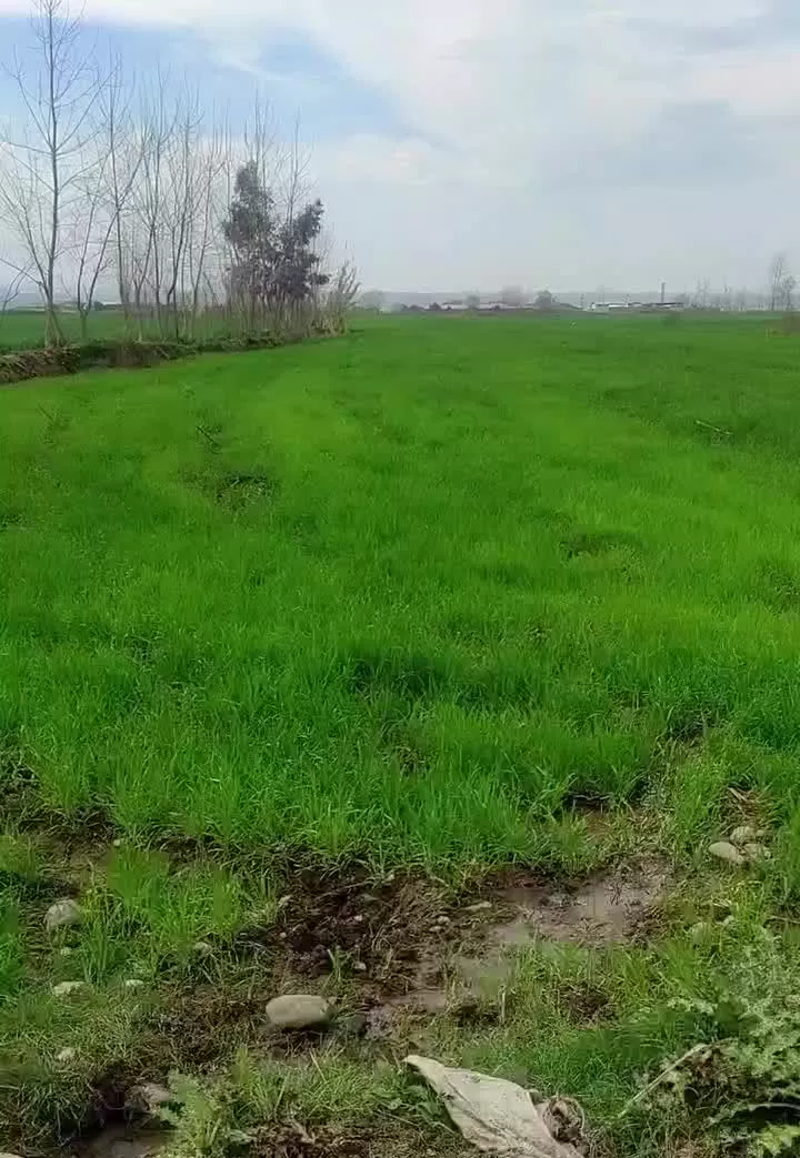 زمین