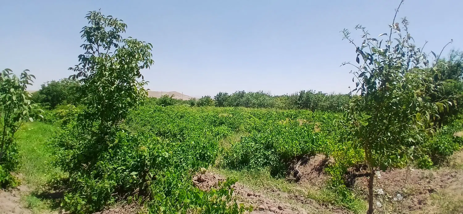 فروش خانه کلنگی