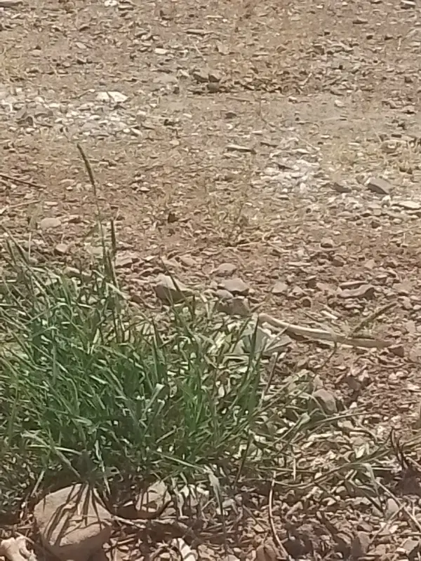 زمین خالی با آب سهمیه در پایین برچشمه  شهرک خور