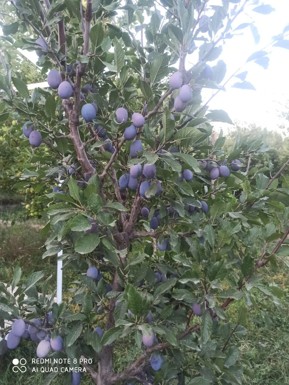 اجاره باغچه سیب