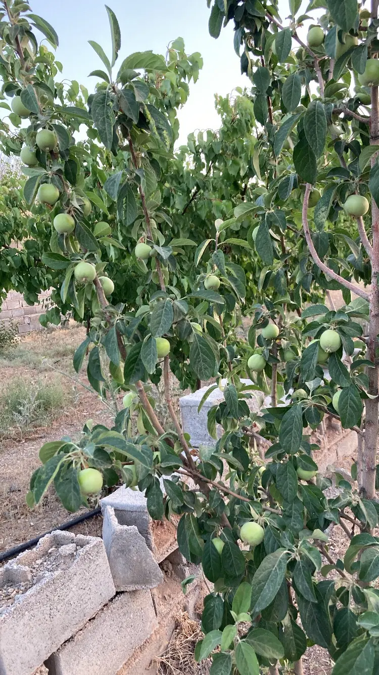 باغ ویلا زمین دو نبش بر اصلی کمربندی چالوس نوشهر