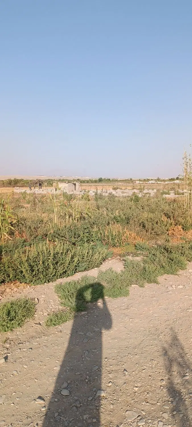 زمین فروشی 300 متر در پیشک 3 بینه حسن خانی