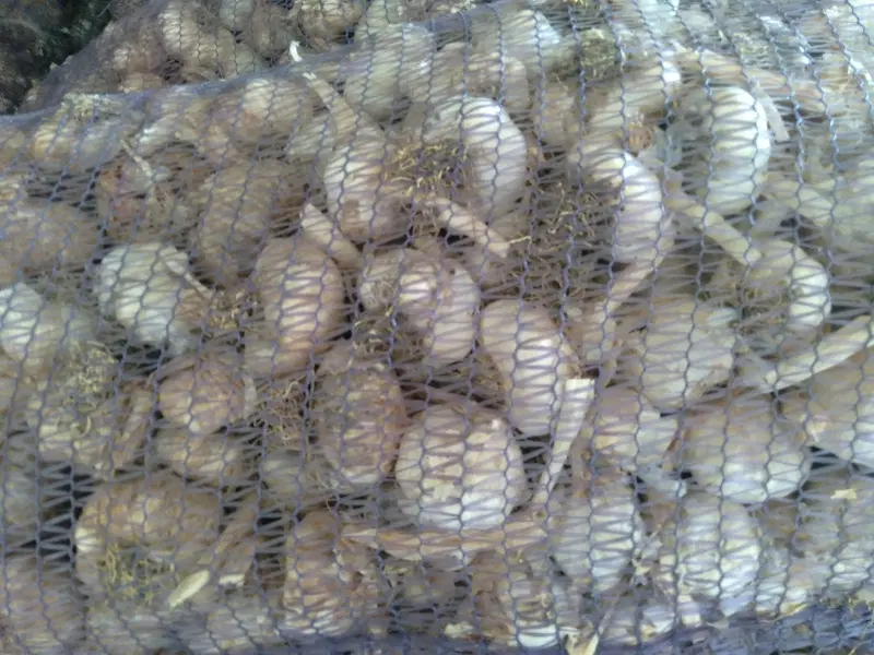 اجاره زمین برای کاشت سیر