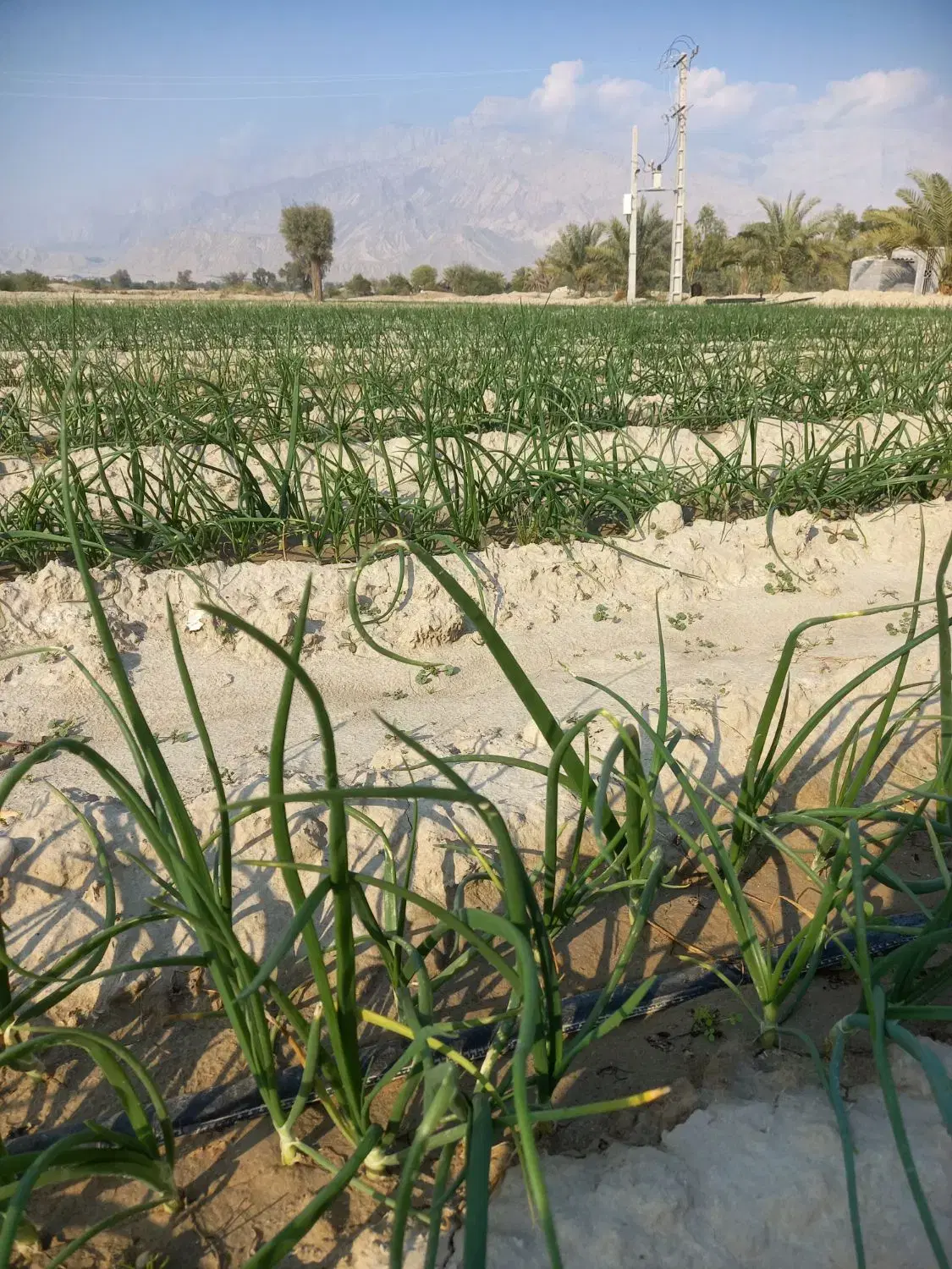 زمین کشاورزی جریه سید راضی(مرادهادی)