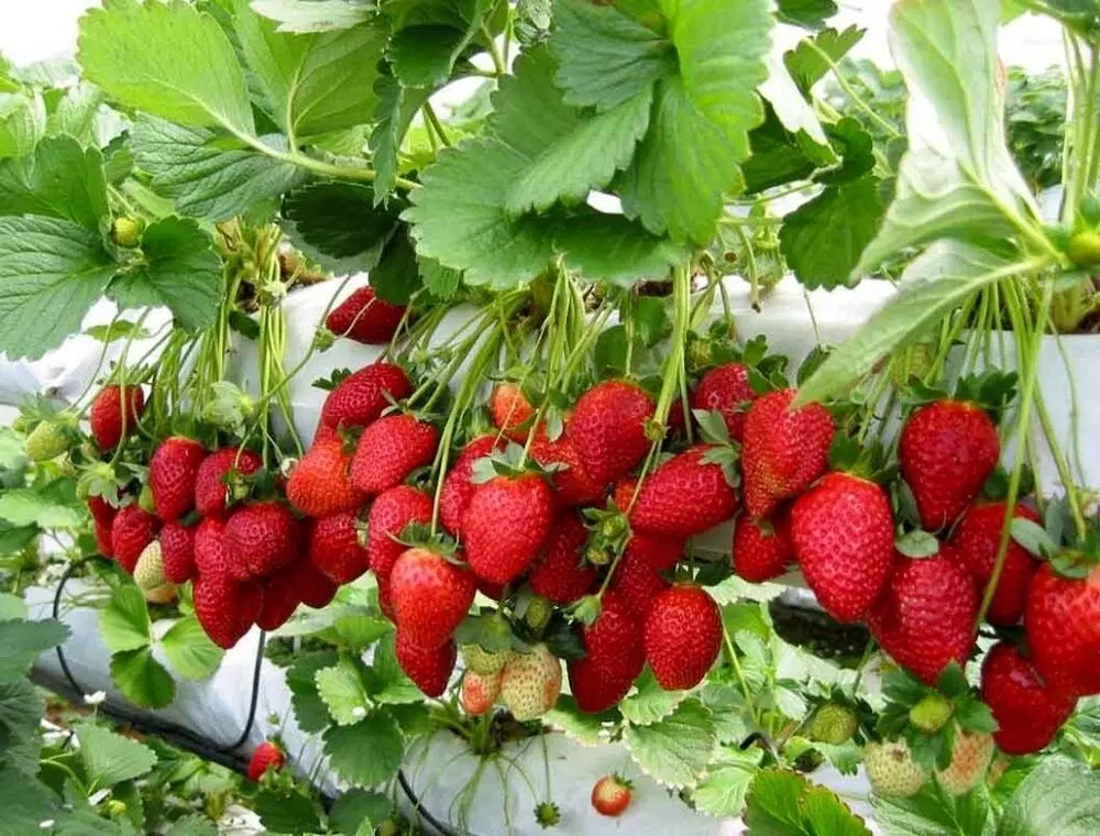 اجاره گلخانه جنب شرکت سنوس باقراباد