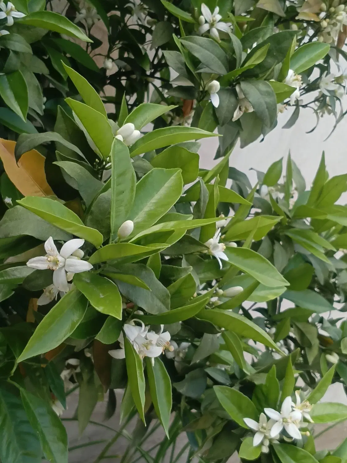 زمین باغی ویلایی