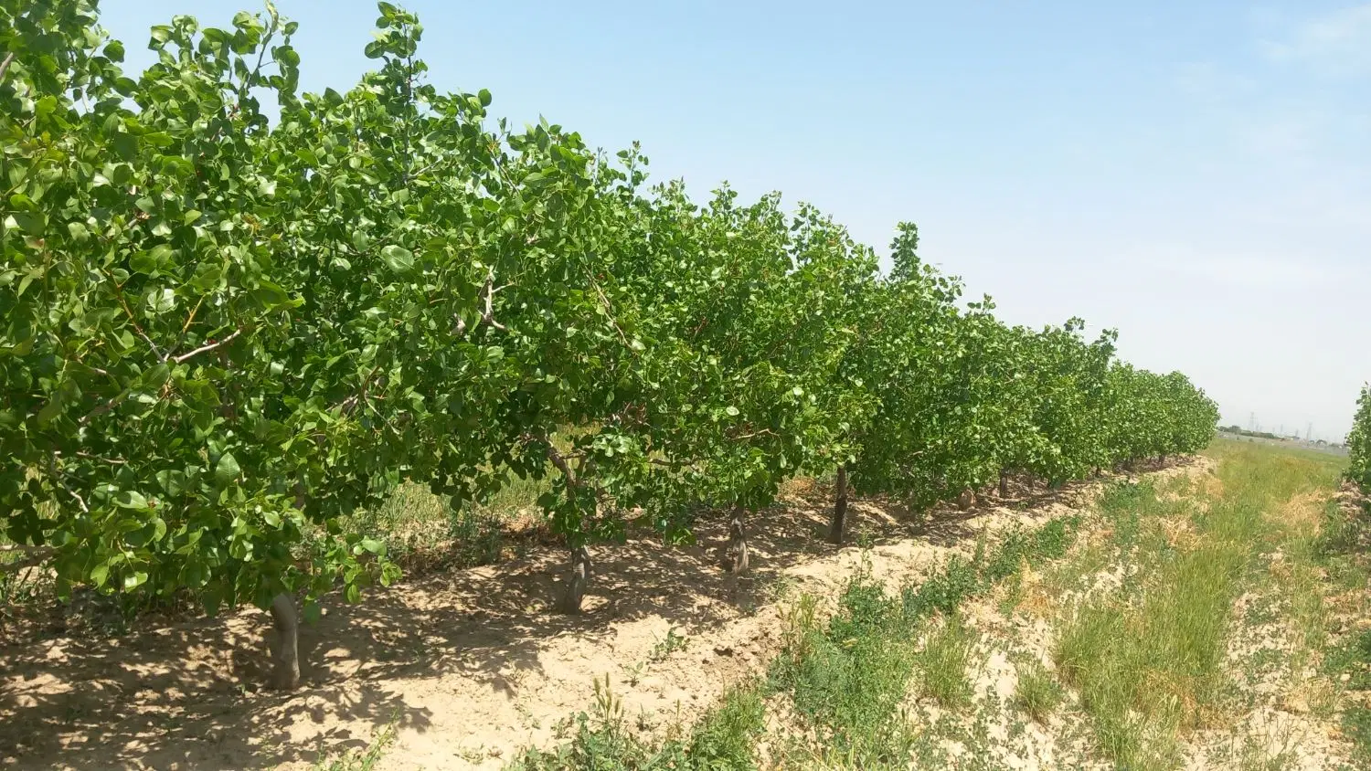 زمین و باغ پسته