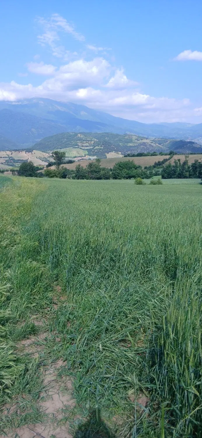 زمین کشاورزی روستای خاصکول