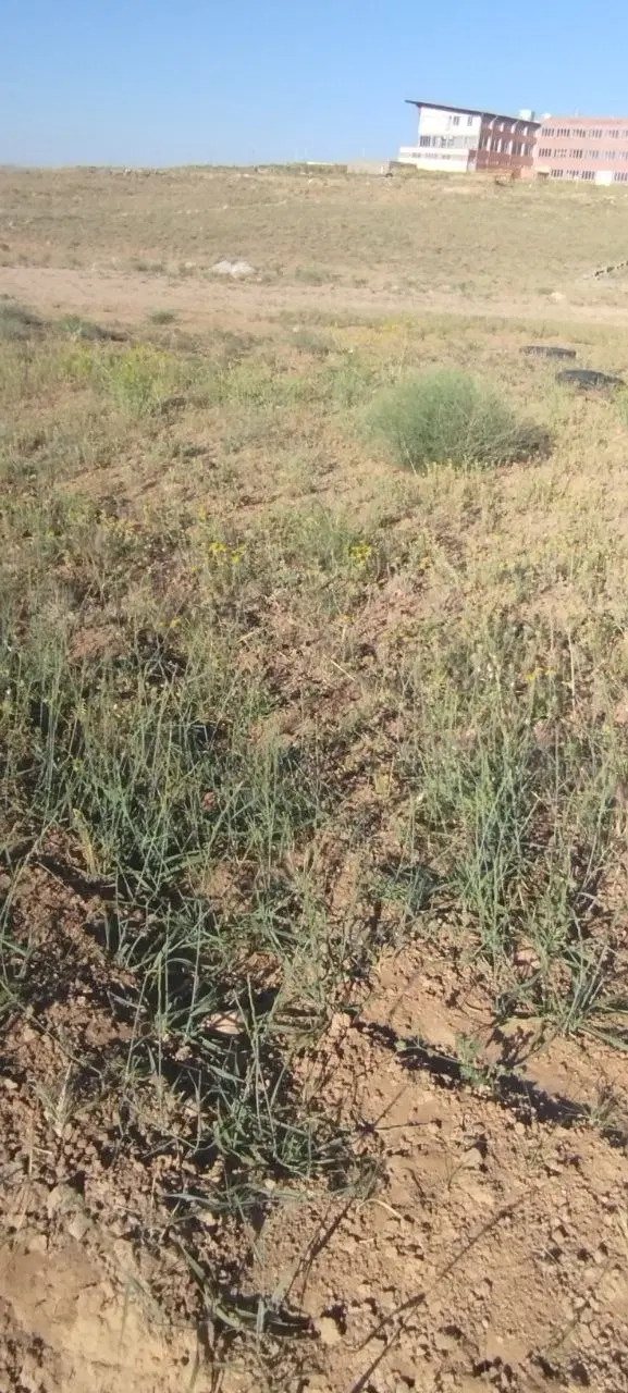 زمین باغی