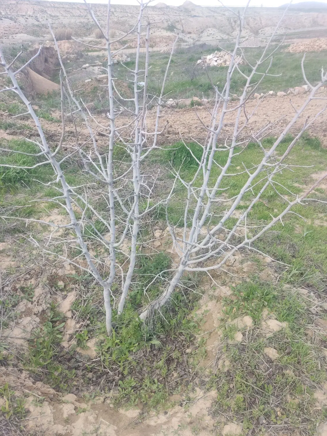 زمین و باغ پسته