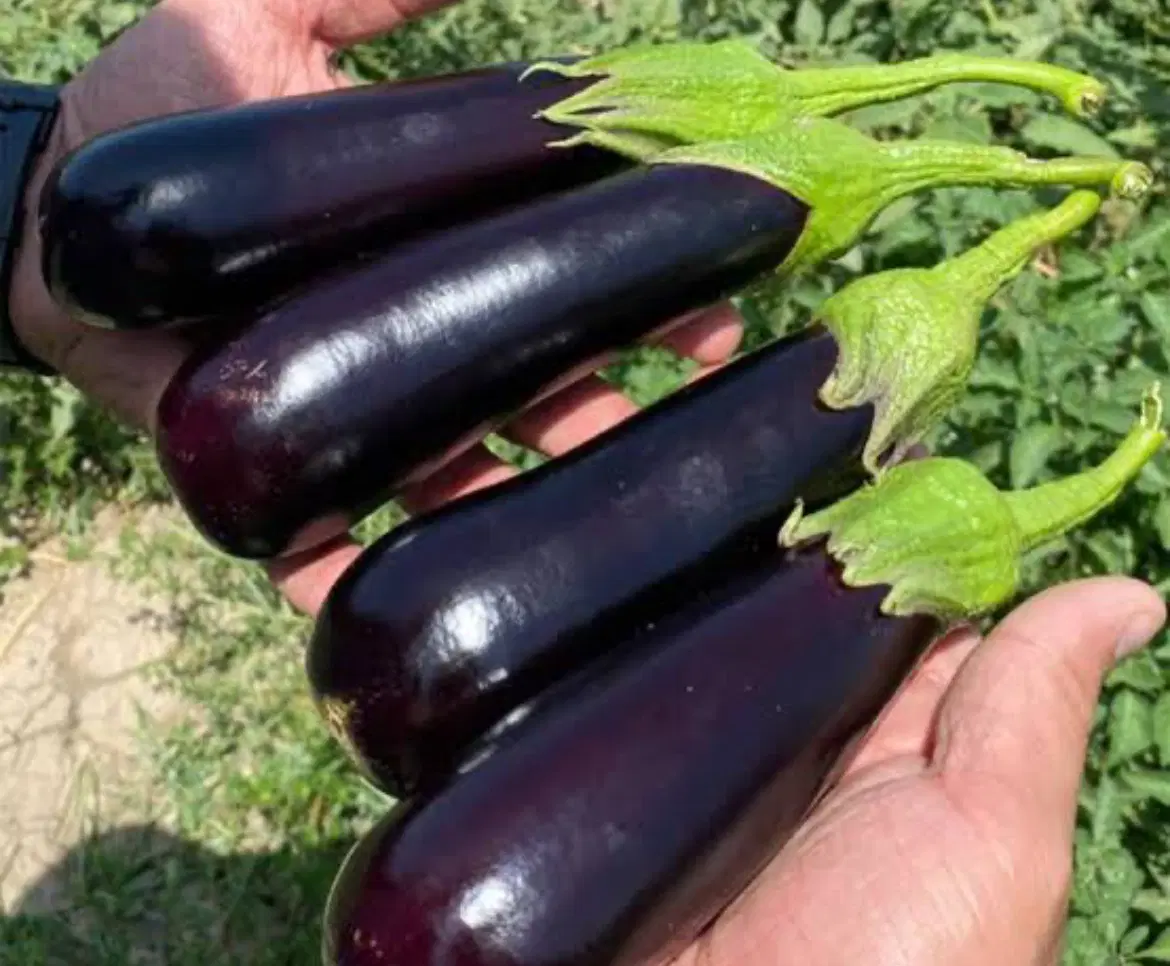 اجاره زمین کشاورزی برازجان آب و زمین بسیار شیرین