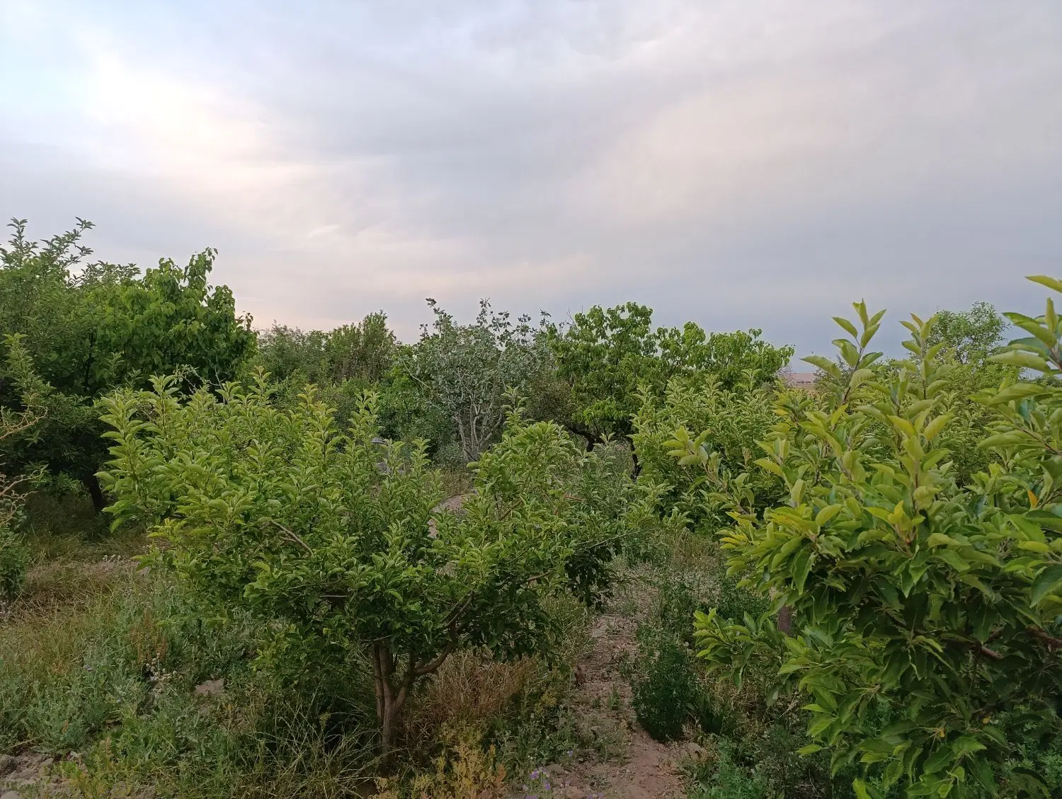 فروش باغ به متراژ ۵۰۰۰متر به صورت کلی یا جزئی