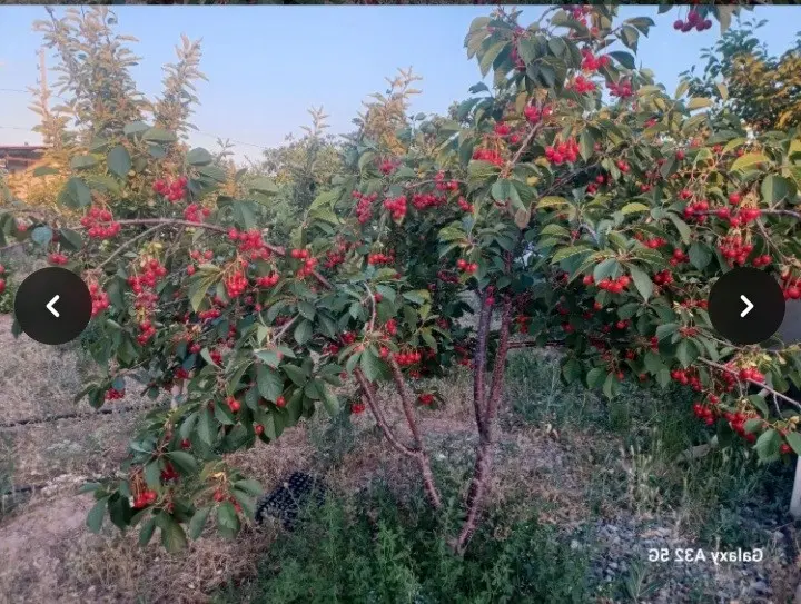 باغشهر یاوران شهرداری