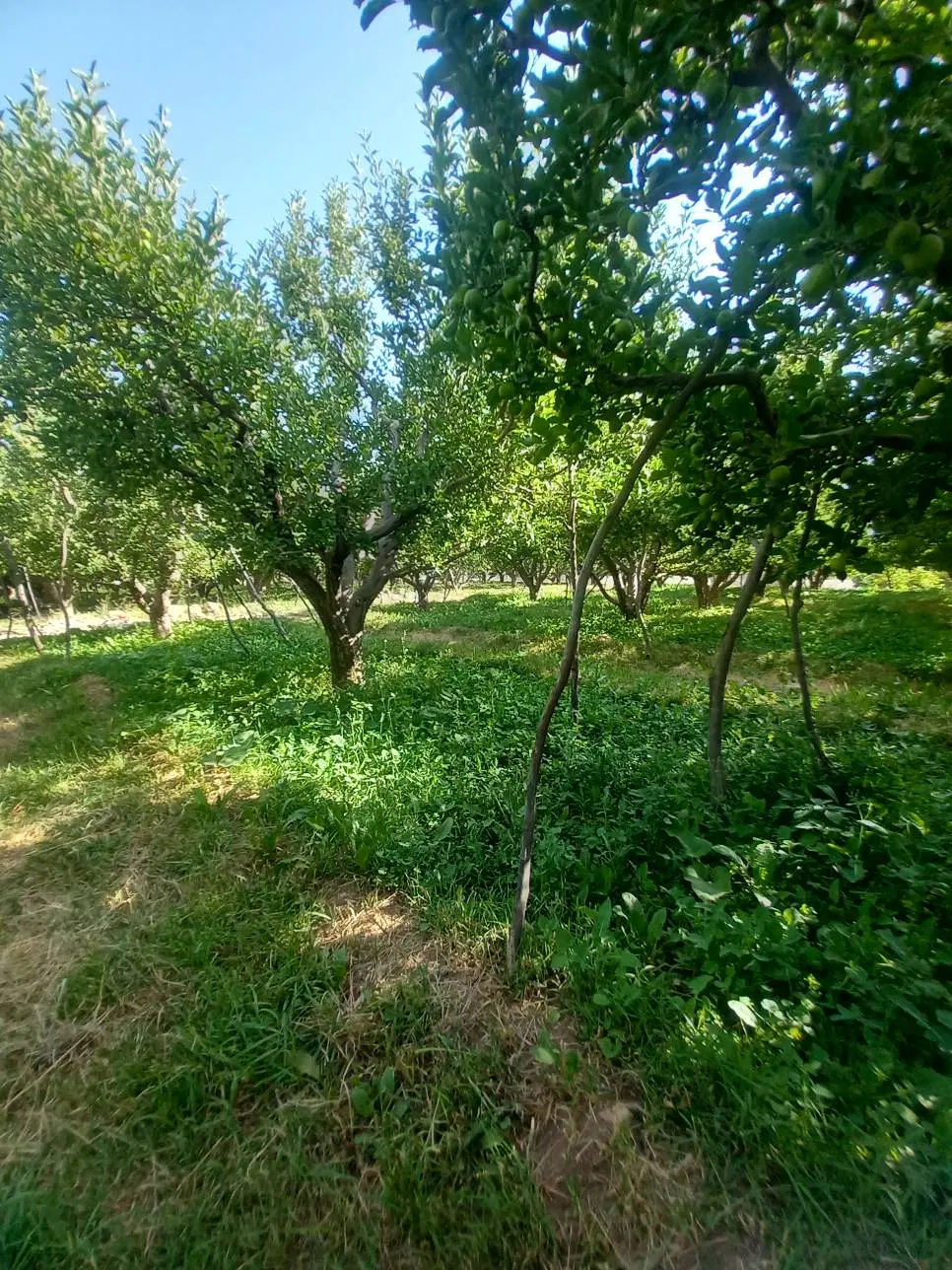 باغ میوه سرسبز فروشی