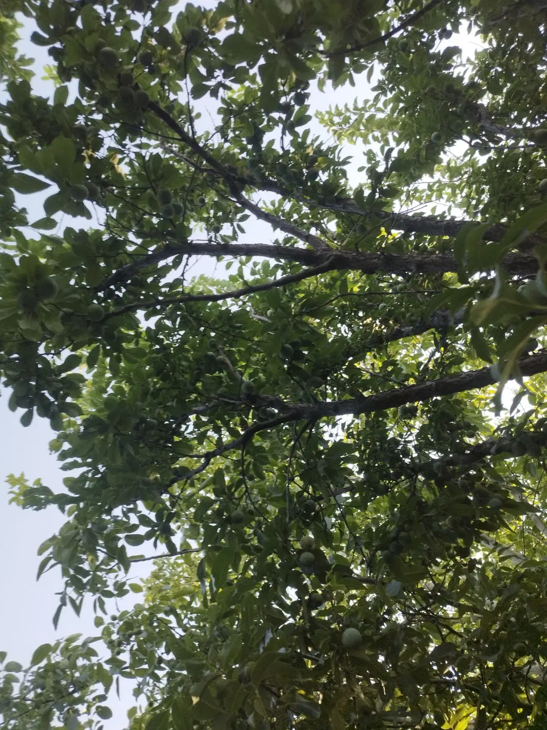 اجاره باغچه سیب و الو
