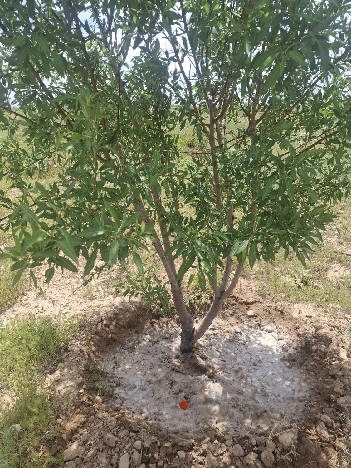 فروش باغ ابشینه