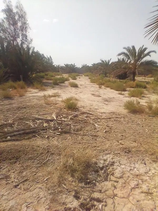 زمین 250متری خالق آباد متری1500