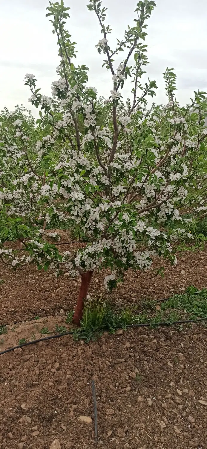 زمین متری سند دار  ابسرد