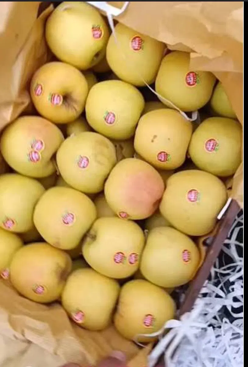 اجاره باغ سیب و انگور سیاه آلان