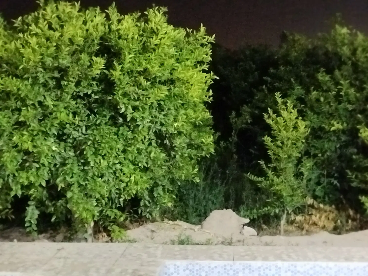 ۳۵هکتارزمین چنانه برای اجاره
