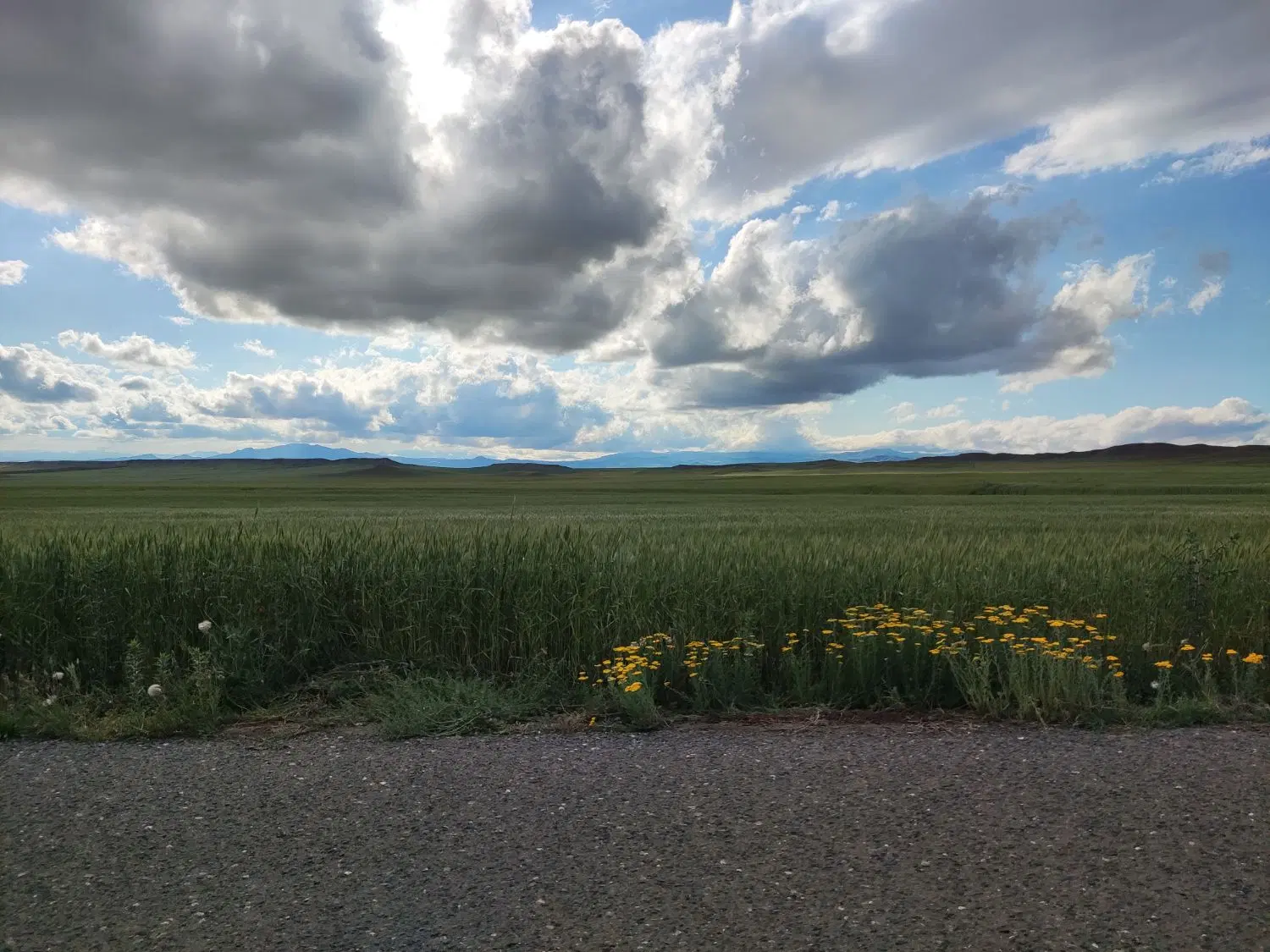 زمین سیصدمتری دارایی امور مالیاتی اردبیل سرعین