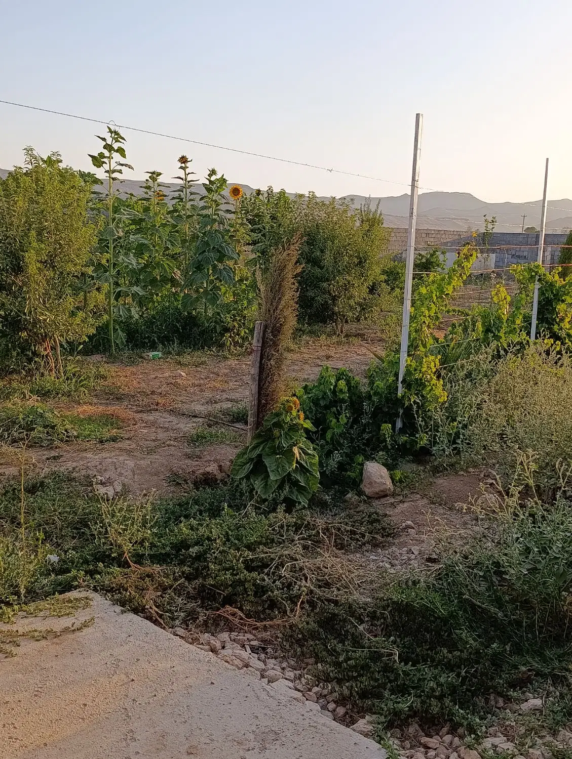 فروش باغچه