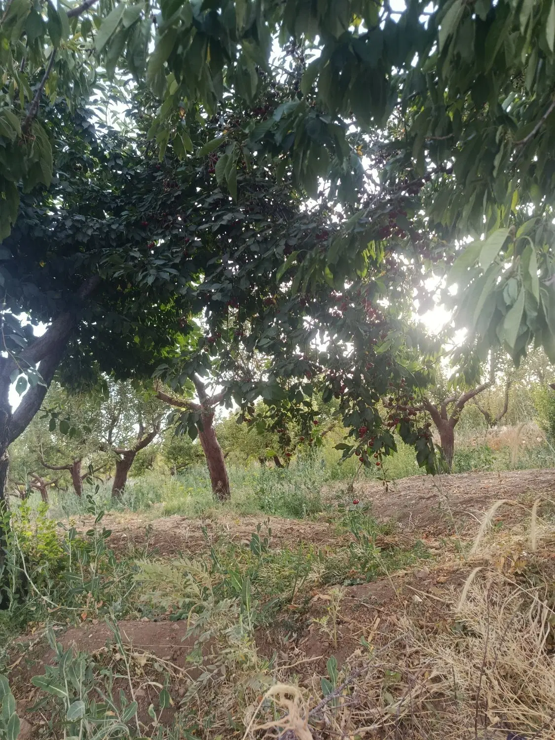 زمین کشاورزی گوار