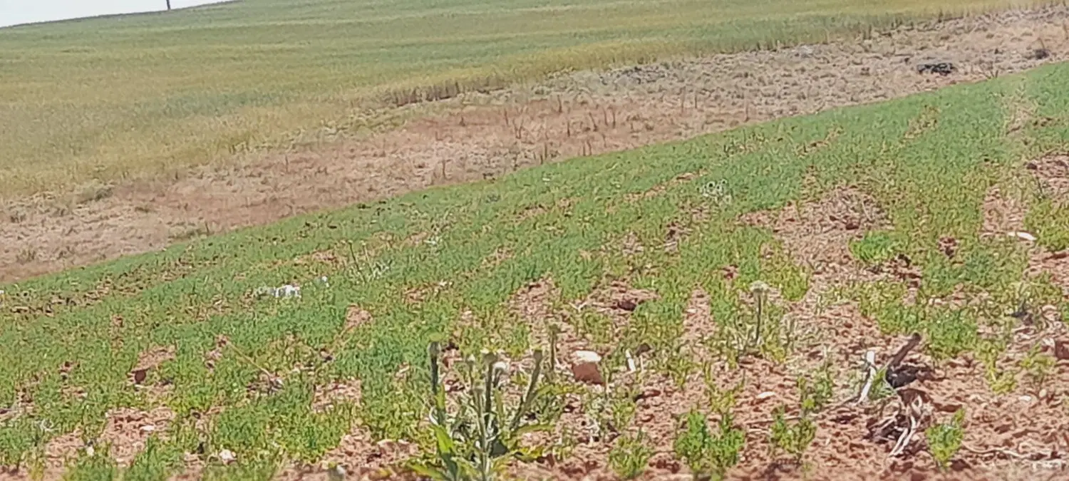 زمین کشاورزی