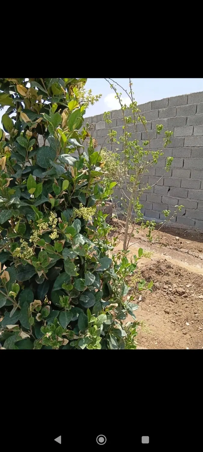 باغچه نقلی چهار دیواری آماده دارای آب برق