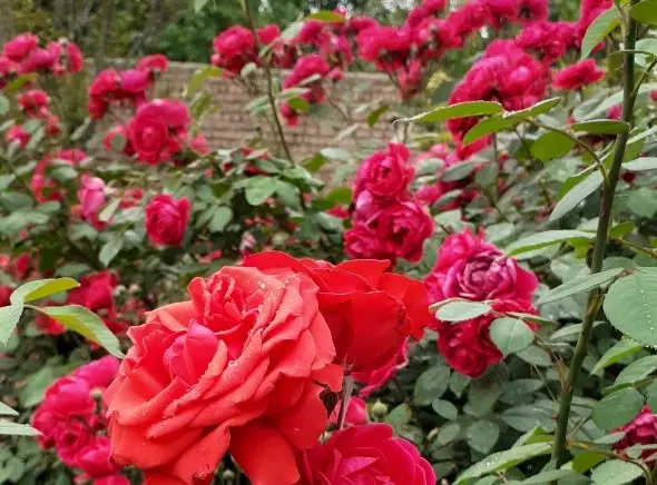 باغ ویلا