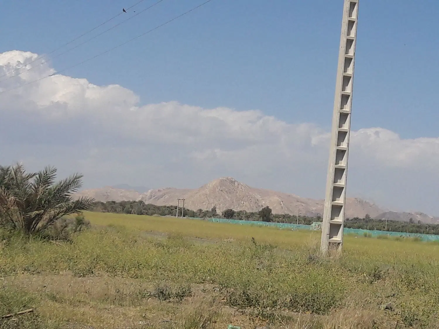 اجاره زمین کشاورزی جیرفت