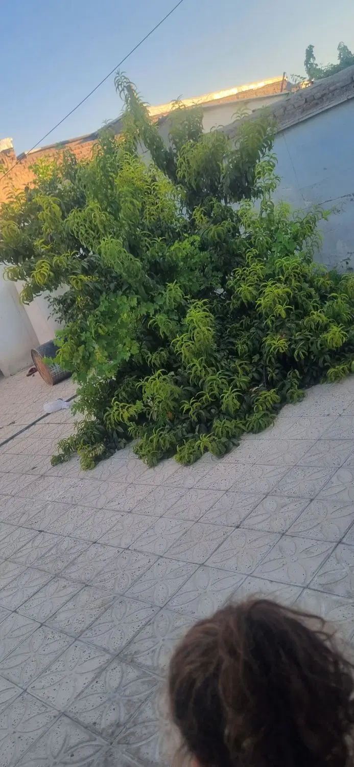 رهن و اجاره خانه