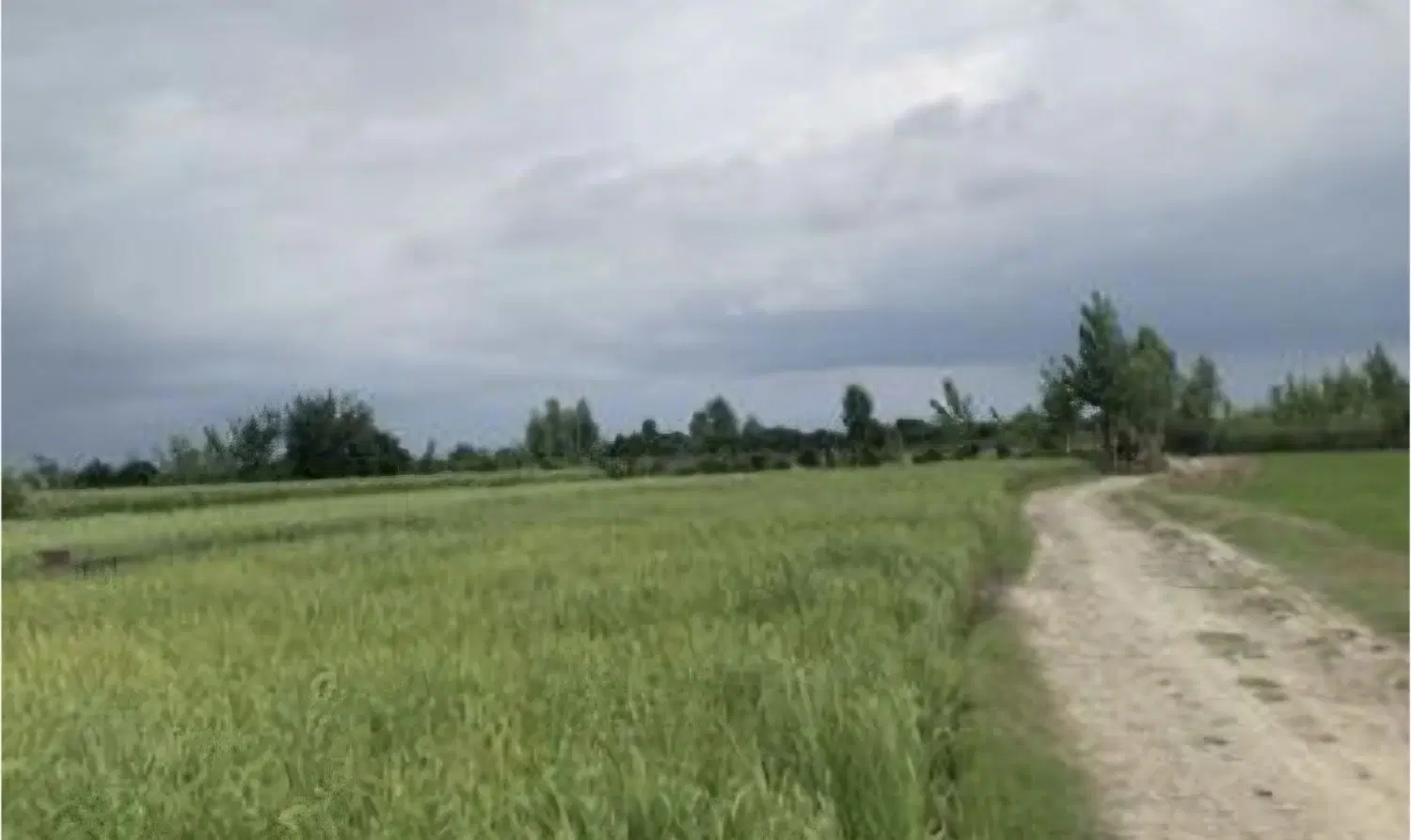 زمین کشاورزی