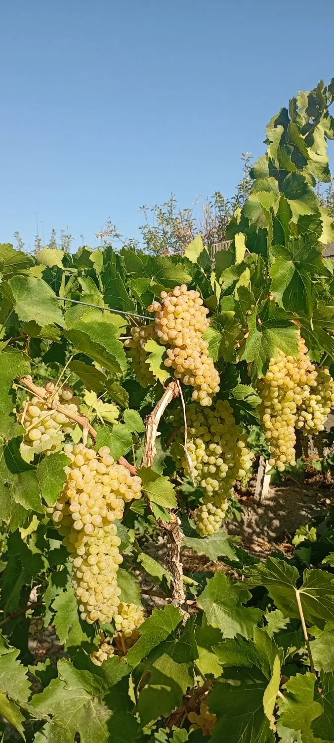 اجاره باغ انگور